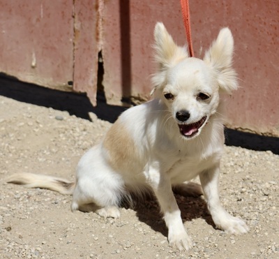 Oda, Chihuahua - Mix - Hündin