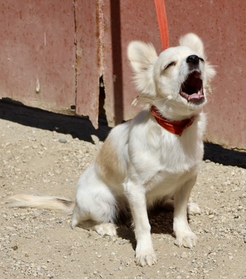 Oda, Chihuahua - Mix - Hündin