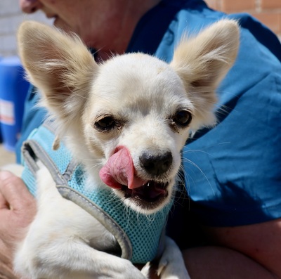Oda, Chihuahua - Mix - Hündin