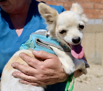 Oda, Chihuahua - Mix - Hündin