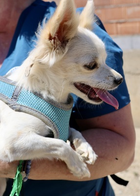 Oda, Chihuahua - Mix - Hündin