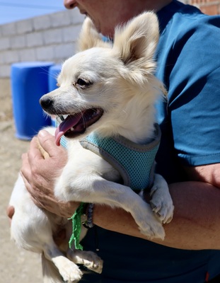Oda, Chihuahua - Mix - Hündin