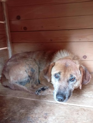 🌟 Odin – 10 Jahre Hoffnung, die nicht verloren gehen darf 🌟