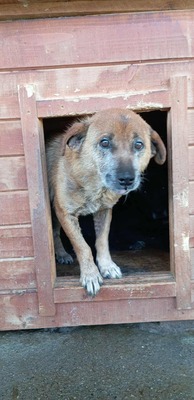 🌟 Odin – 10 Jahre Hoffnung, die nicht verloren gehen darf 🌟, Mischling - Rüde