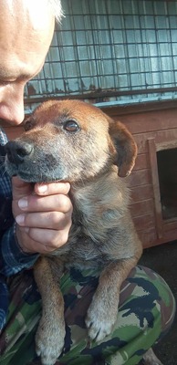 🌟 Odin – 10 Jahre Hoffnung, die nicht verloren gehen darf 🌟, Mischling - Rüde