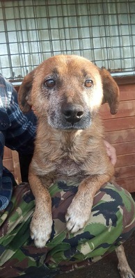 🌟 Odin – 10 Jahre Hoffnung, die nicht verloren gehen darf 🌟, Mischling - Rüde