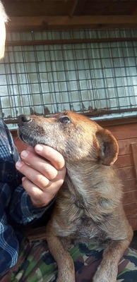 🌟 Odin – 10 Jahre Hoffnung, die nicht verloren gehen darf 🌟, Mischling - Rüde