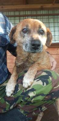 🌟 Odin – 10 Jahre Hoffnung, die nicht verloren gehen darf 🌟, Mischling - Rüde