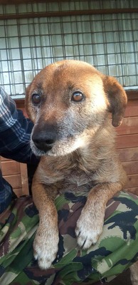 🌟 Odin – 10 Jahre Hoffnung, die nicht verloren gehen darf 🌟, Mischling - Rüde