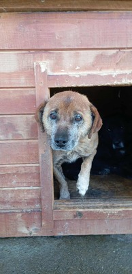 🌟 Odin – 10 Jahre Hoffnung, die nicht verloren gehen darf 🌟, Mischling - Rüde