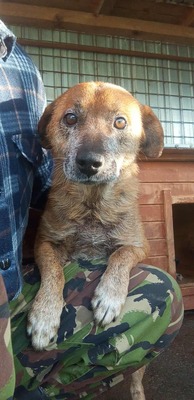 🌟 Odin – 10 Jahre Hoffnung, die nicht verloren gehen darf 🌟, Mischling - Rüde