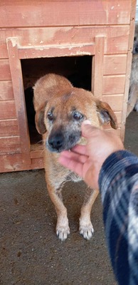 🌟 Odin – 10 Jahre Hoffnung, die nicht verloren gehen darf 🌟, Mischling - Rüde