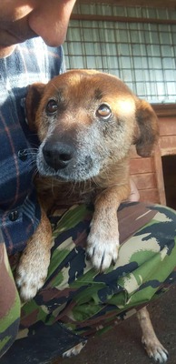 🌟 Odin – 10 Jahre Hoffnung, die nicht verloren gehen darf 🌟, Mischling - Rüde