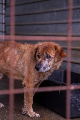 🌟 Odin – 10 Jahre Hoffnung, die nicht verloren gehen darf 🌟, Mischling - Rüde