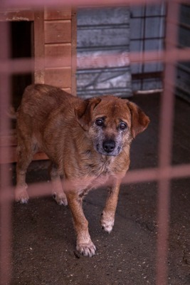 🌟 Odin – 10 Jahre Hoffnung, die nicht verloren gehen darf 🌟, Mischling - Rüde