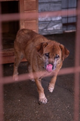 🌟 Odin – 10 Jahre Hoffnung, die nicht verloren gehen darf 🌟, Mischling - Rüde