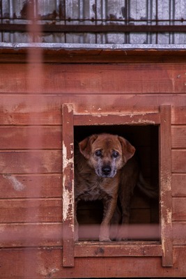 🌟 Odin – 10 Jahre Hoffnung, die nicht verloren gehen darf 🌟, Mischling - Rüde