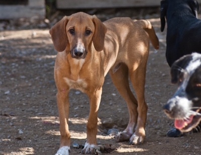 Odin - Freundlicher Familienhund, ca. 1 Jahr/18kg, Mischling - Rüde
