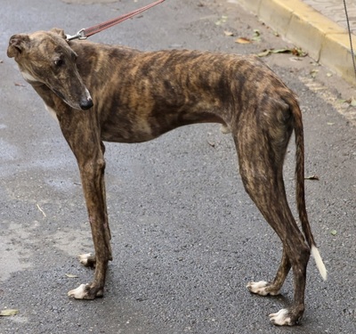 Odin, Galgo Espanól - Rüde