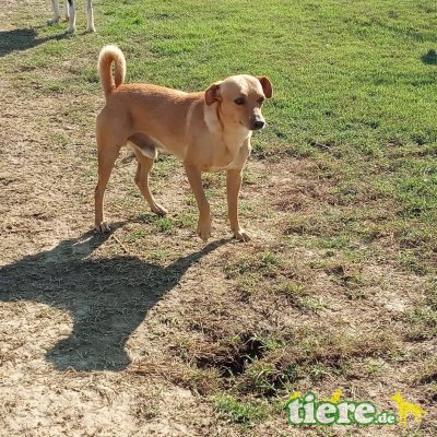 Odin, Mischling - Rüde