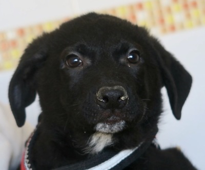 Odri, Labrador Mix Welpen - Rüde