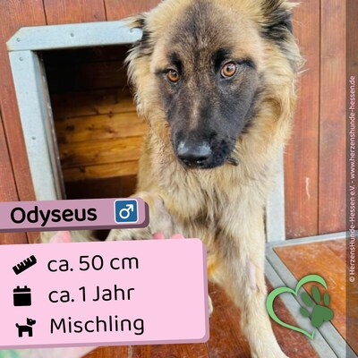 💐 Odyseus - Slowakei (ZM), Mischling, Rüde ca. 1 Jahr - Handicap, Mischling - Rüde