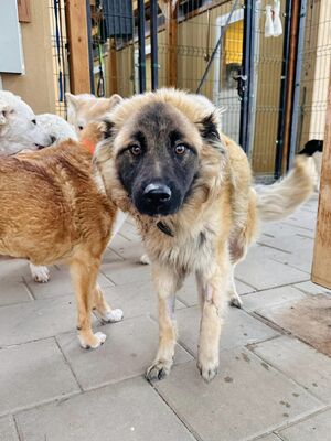 💐 Odyseus - Slowakei (ZM), Mischling, Rüde ca. 1 Jahr - Handicap, Mischling - Rüde