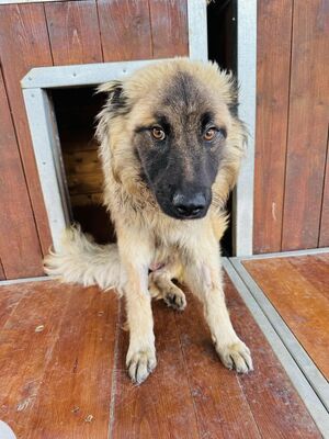 💐 Odyseus - Slowakei (ZM), Mischling, Rüde ca. 1 Jahr - Handicap, Mischling - Rüde