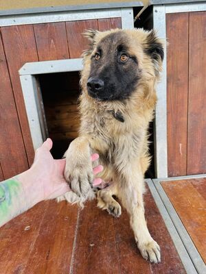 💐 Odyseus - Slowakei (ZM), Mischling, Rüde ca. 1 Jahr - Handicap, Mischling - Rüde