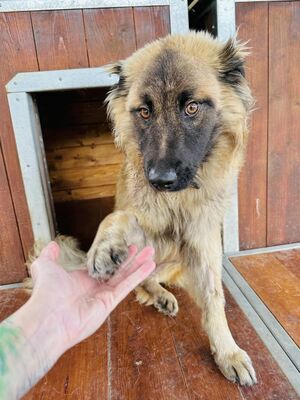 💐 Odyseus - Slowakei (ZM), Mischling, Rüde ca. 1 Jahr - Handicap, Mischling - Rüde