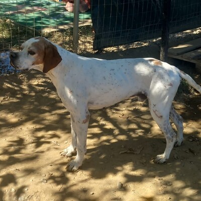 Odysseus - ein unglaublich sanfter und freundlicher Hund, Pointer-Mischling - Rüde