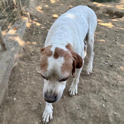 Odysseus - ein unglaublich sanfter und freundlicher Hund, Pointer-Mischling - Rüde
