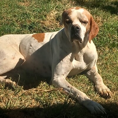 Odysseus - ein unglaublich sanfter und freundlicher Hund, Pointer-Mischling - Rüde