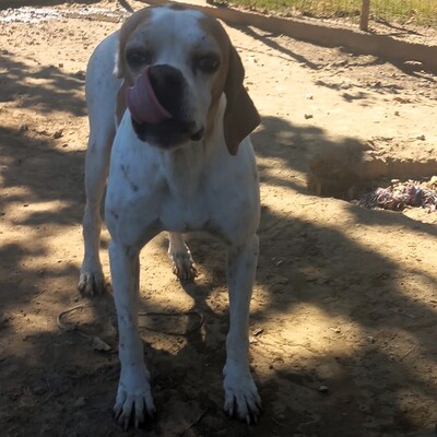Odysseus - ein unglaublich sanfter und freundlicher Hund, Pointer-Mischling - Rüde