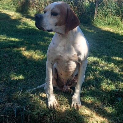 Odysseus - ein unglaublich sanfter und freundlicher Hund, Pointer-Mischling - Rüde