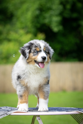 Of St Groth, Mini Aussie/Mini American Shepherd Welpen - Hündin