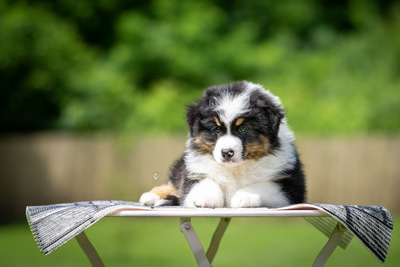 Of St Groth, Mini Aussie/Mini American Shepherd Welpen - Hündin