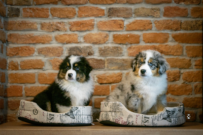 Of St Groth, Mini Aussie/Mini American Shepherd Welpen - Hündin