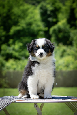 Of St Groth, Mini Aussie/Mini American Shepherd Welpen - Hündin