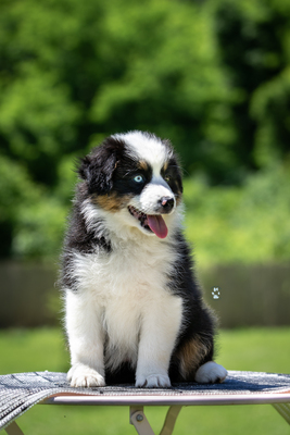 Of St Groth, Mini Aussie/Mini American Shepherd Welpen - Hündin