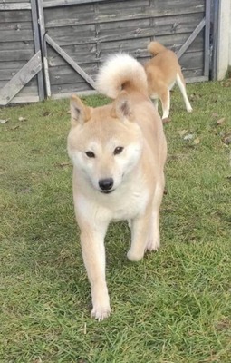 💐 Ohayo , auf Pflegestelle (mit Option auf Übernahme) - Hündin - niedlich und sozial, Shiba Inu-Mix - Hündin