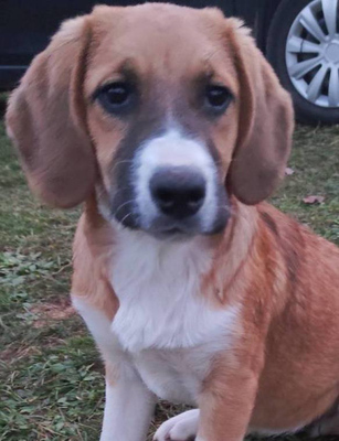 Okrugla wartet auf IHR Zuhause, Mischling Welpen - Hündin