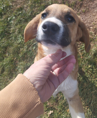Okrugla wartet auf IHR Zuhause, Mischling Welpen - Hündin