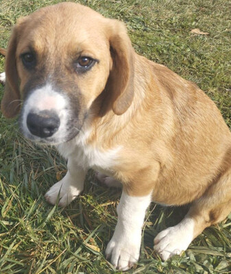 Okrugla wartet auf IHR Zuhause, Mischling Welpen - Hündin