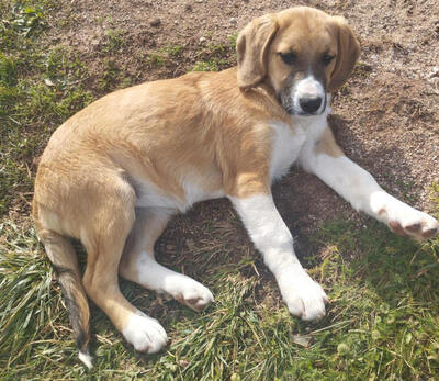 Okrugla wartet auf IHR Zuhause, Mischling Welpen - Hündin