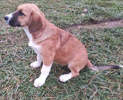 Okrugla wartet auf IHR Zuhause, Mischling Welpen - Hündin