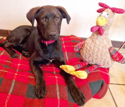 Ola, Labrador-Mix - Hündin