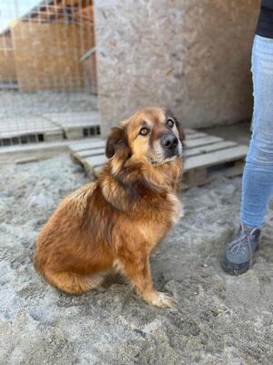 Olaf, Mischling - Rüde