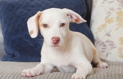 Olaf, Mischling Welpen - Rüde