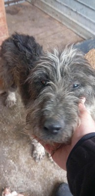 Olaf träumt von einem weichen und warmen Bettchen, Mischling - Rüde